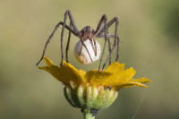 /album/foto-adriano/ragno-pisaura-mirabilis-copia-jpg/